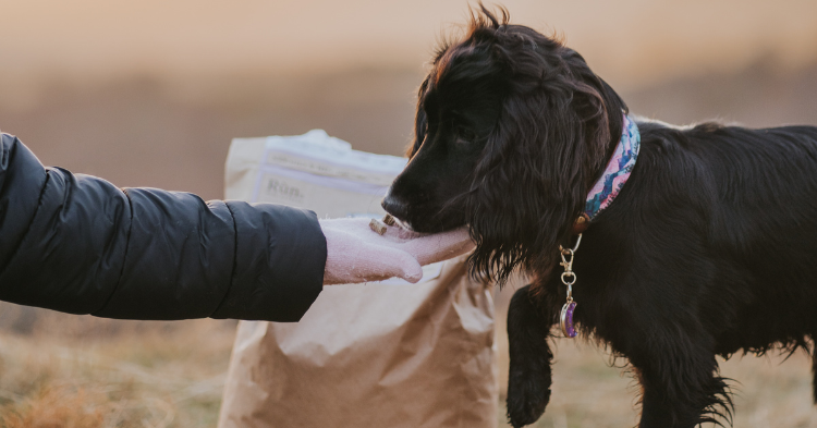 How much protein cheap does a dog need