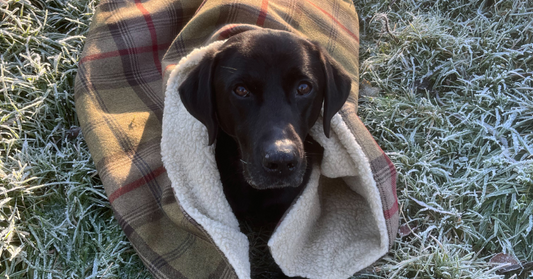 How Cold is Too Cold For Your Dog?